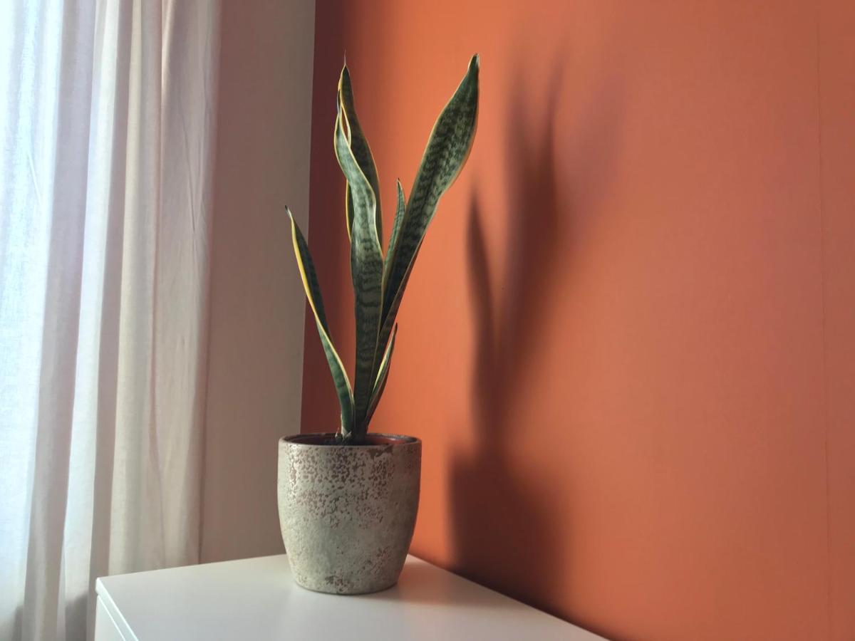 Apartment Zonnehoek アーフテーケルケ エクステリア 写真